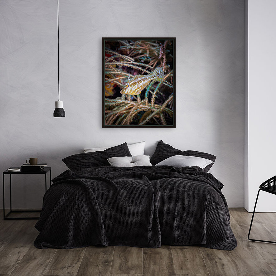 Slender Filefish Reproduction