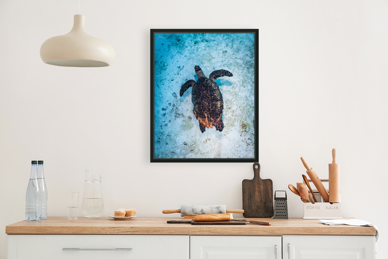 Sandpatch Sea Turtle Reproduction