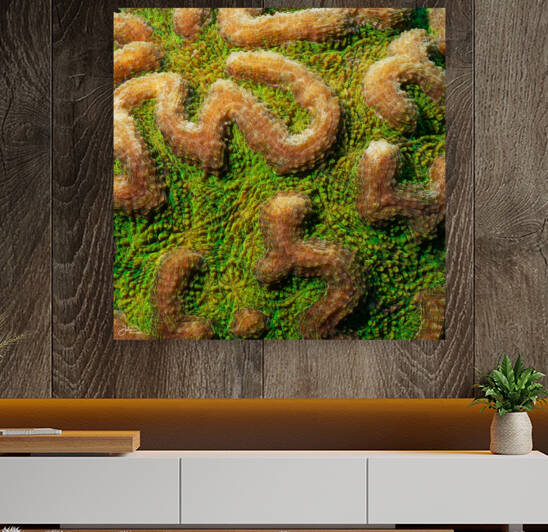The Maze Reproduction
