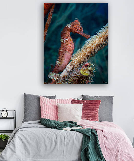 Solo Seahorse Reproduction