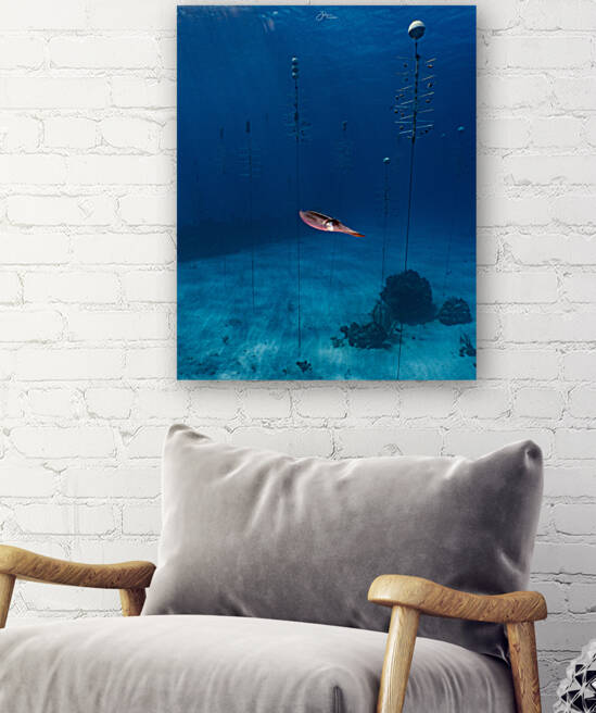 Nursery Squid Reproduction