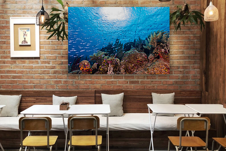 Reefscape  2 Reproduction