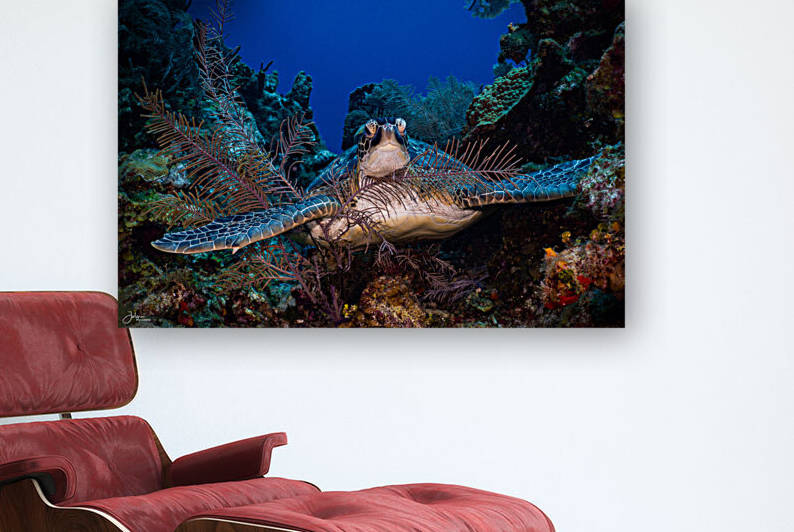 Reef Hug Reproduction