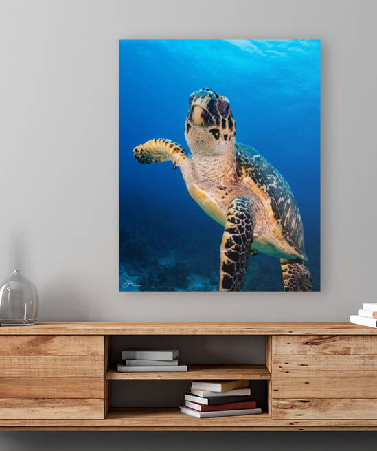 Hawksbill Encounter Reproduction