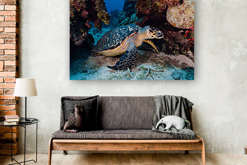 Reef Turtle Reproduction