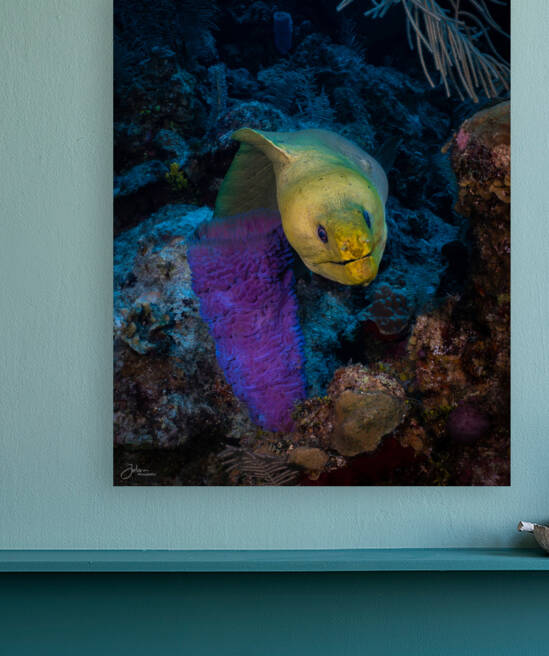 Neon Eel Reproduction