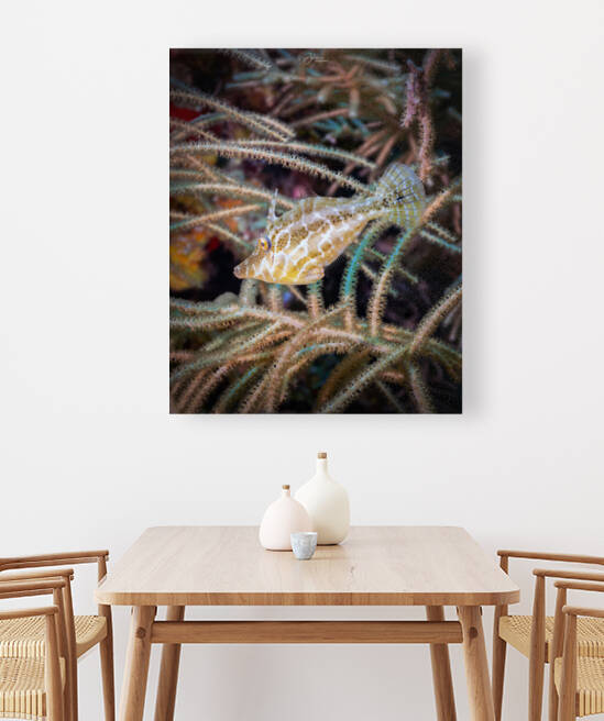 Slender Filefish by deepseawilson