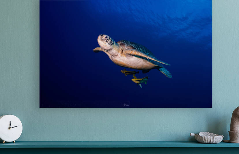 Turtle Time by deepseawilson