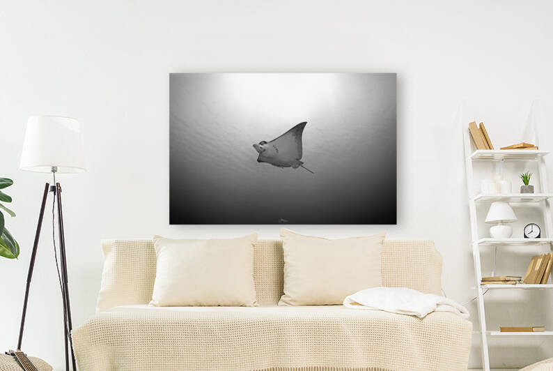 B & W Eagle Ray Reproduction