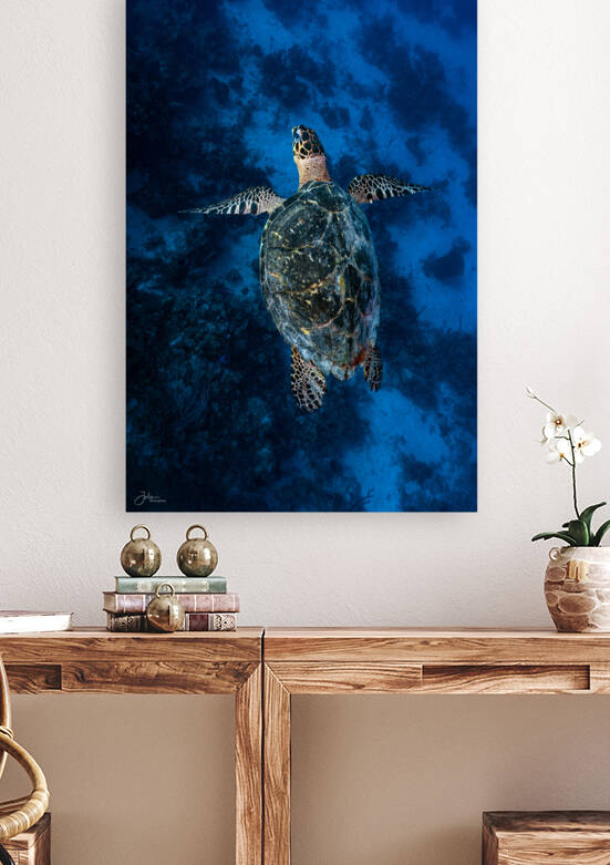 Deep Hawksbill Reproduction