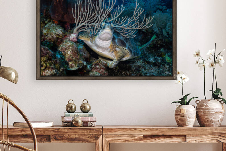 Reef Crown Reproduction