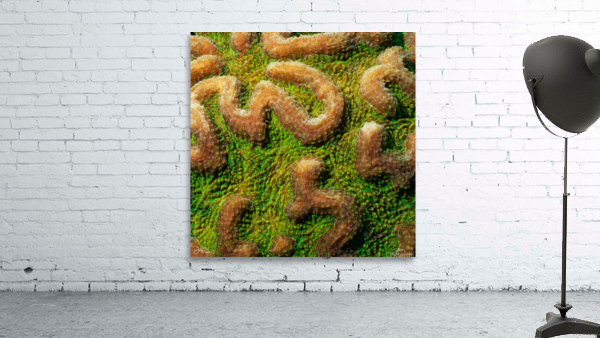 The Maze Wall Preview