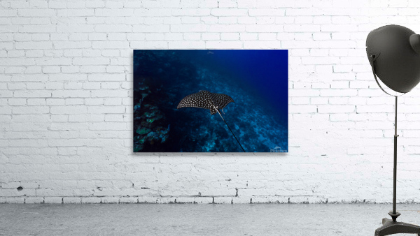 Wall Gliding Ray Landscape Wall Preview
