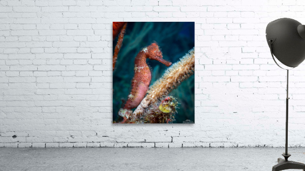Solo Seahorse Wall Preview