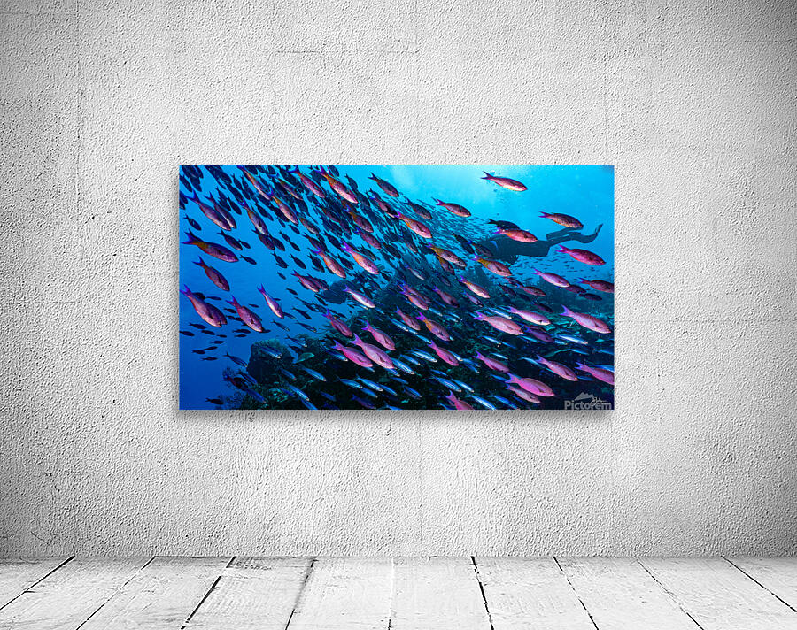 Wrasse Storm Wall Preview