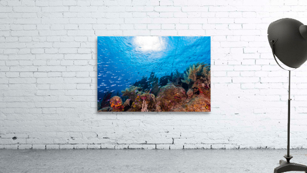 Reefscape  2 Wall Preview