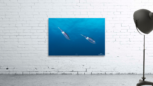 Squid Pair Wall Preview