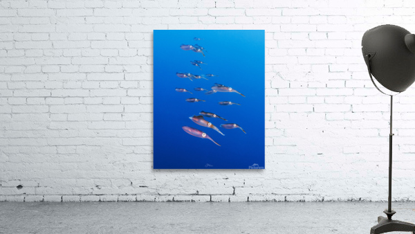 Squid Squad Wall Preview