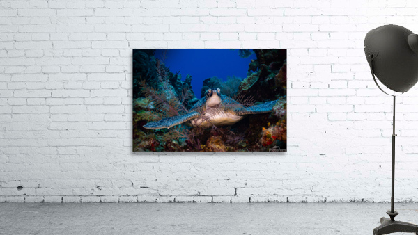 Reef Hug Wall Preview
