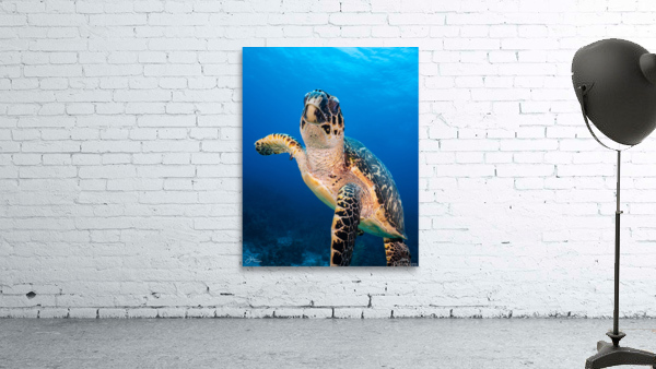 Hawksbill Encounter Wall Preview