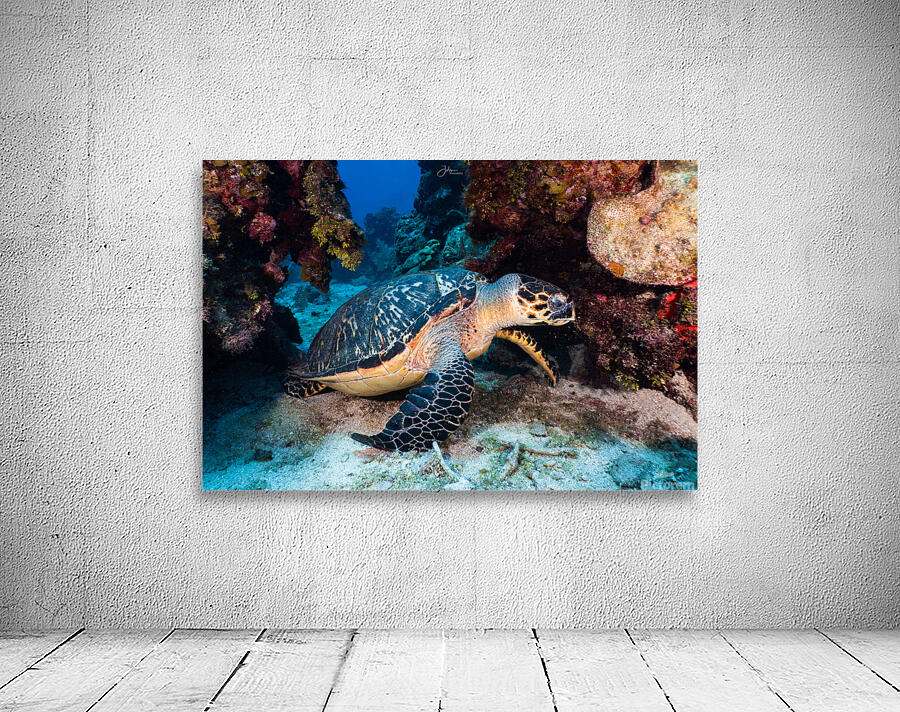 Reef Turtle Wall Preview