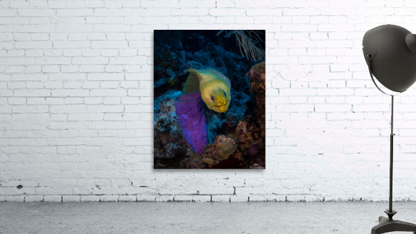 Neon Eel Wall Preview