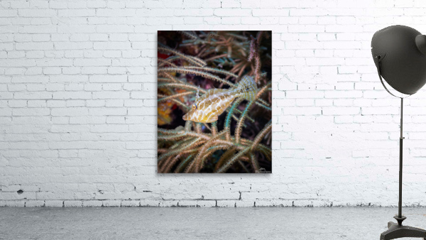 Slender Filefish Wall Preview