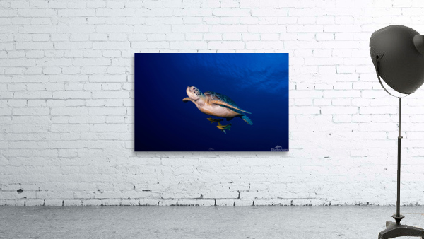 Turtle Time Wall Preview