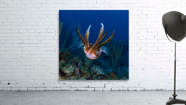 Kid Squid Wall Preview