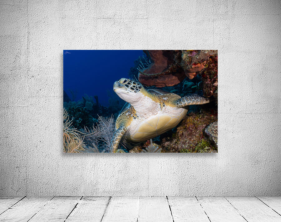 Curious Green Turtle Wall Preview