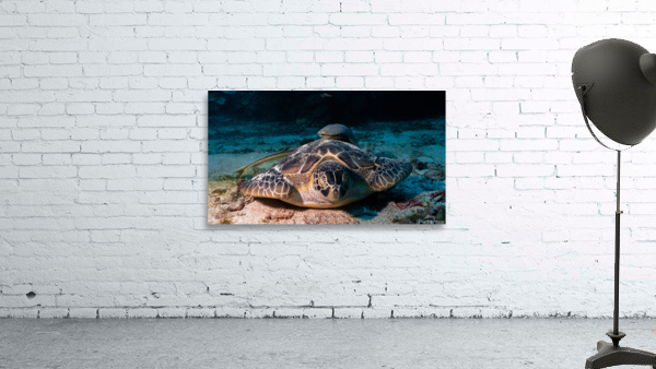 Sleepy Turtle Wall Preview