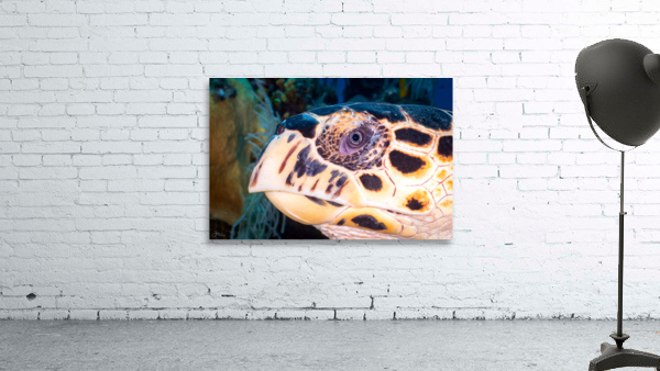 Face to Face Wall Preview