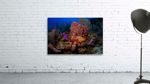 Sponge City Wall Preview