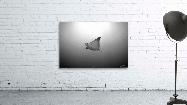 B & W Eagle Ray Wall Preview