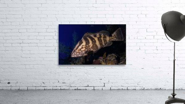 Deep Nassau  Wall Preview