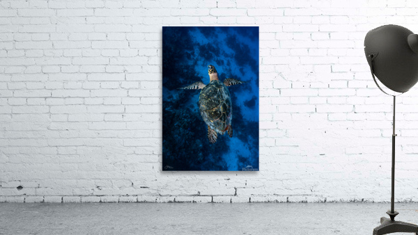 Deep Hawksbill Wall Preview