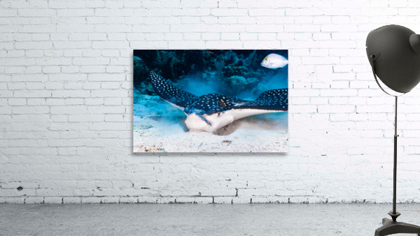 Feeding Ray Wall Preview
