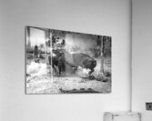 Bison Battle Acrylic Print