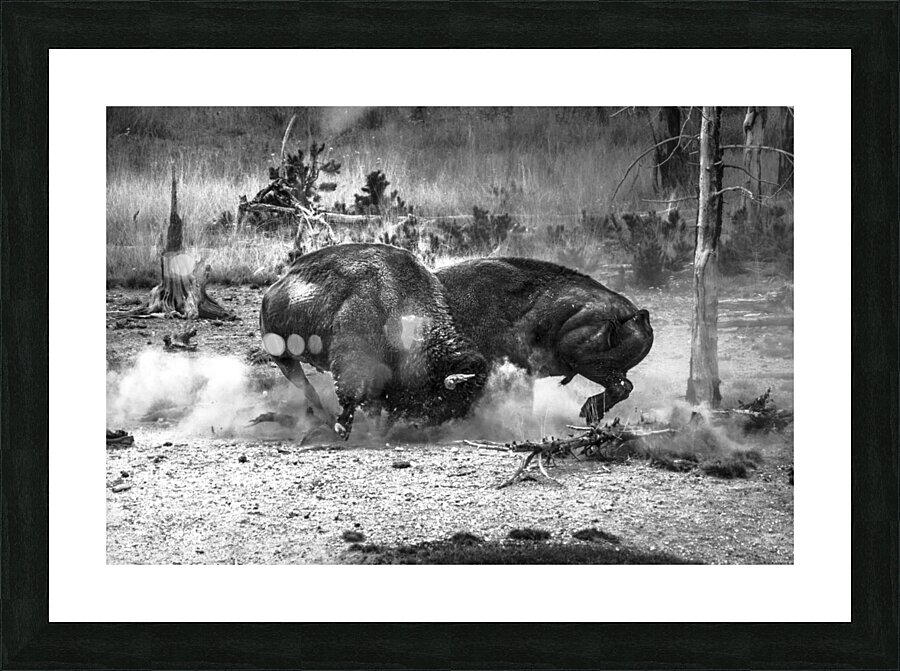 Bison Battle Picture Frame print