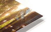 I Seek Enlightenment HD Metal print
