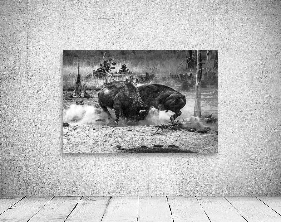 Bison Battle Wall Preview