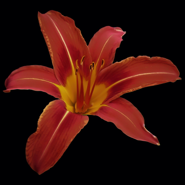 Roja Lily Digital Download
