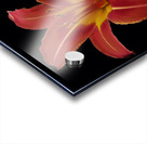 Roja Lily Acrylic print