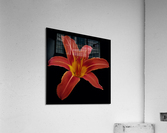 Roja Lily Acrylic Print