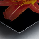 Roja Lily Metal print