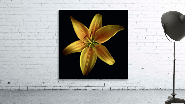 Yellow Revolution Wall Preview