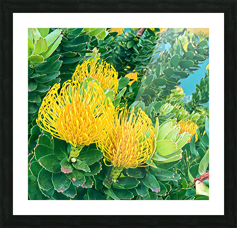 Protea 1 Picture Frame print