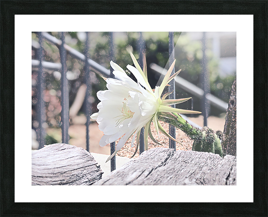 Snow Cactus Picture Frame print