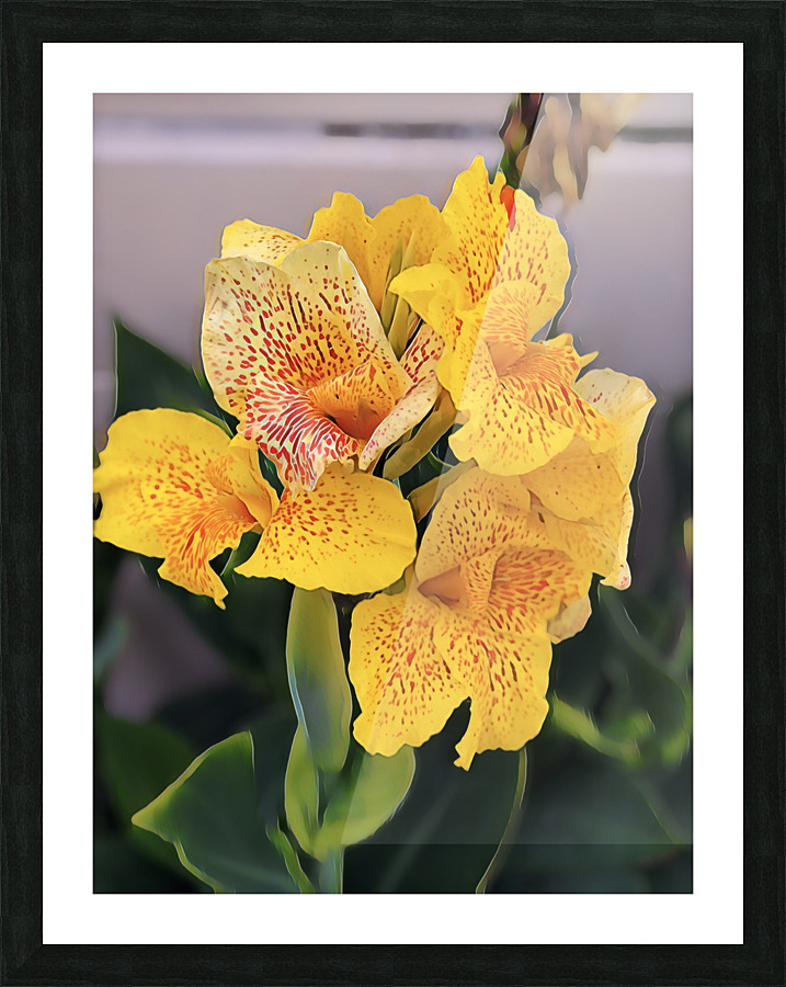 IMG 2450 Picture Frame print