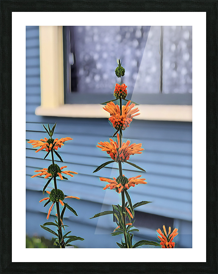 IMG 2441 2 Picture Frame print